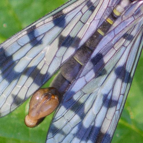 Panorpa vulgaris